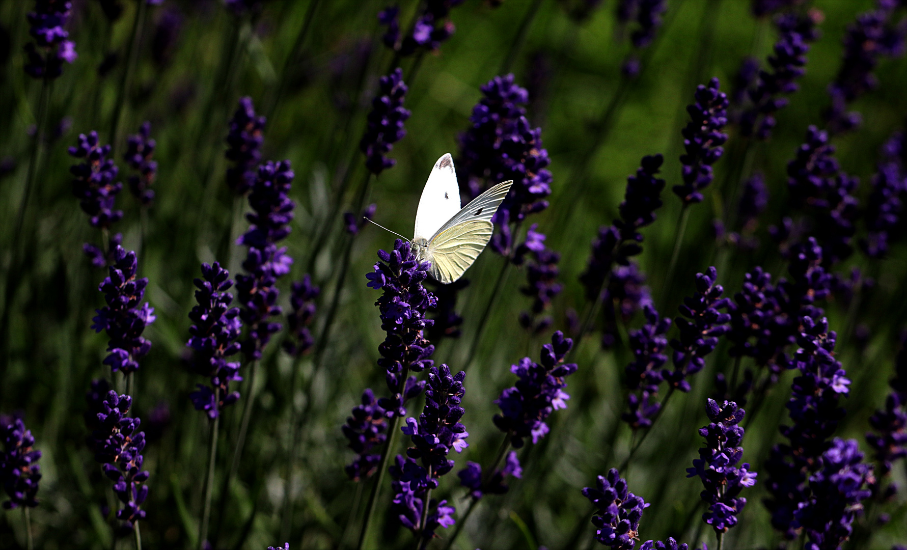 Wo Schmetterline fliegen, ist die Natur noch in Ordnug