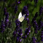 Wo Schmetterline fliegen, ist die Natur noch in Ordnug