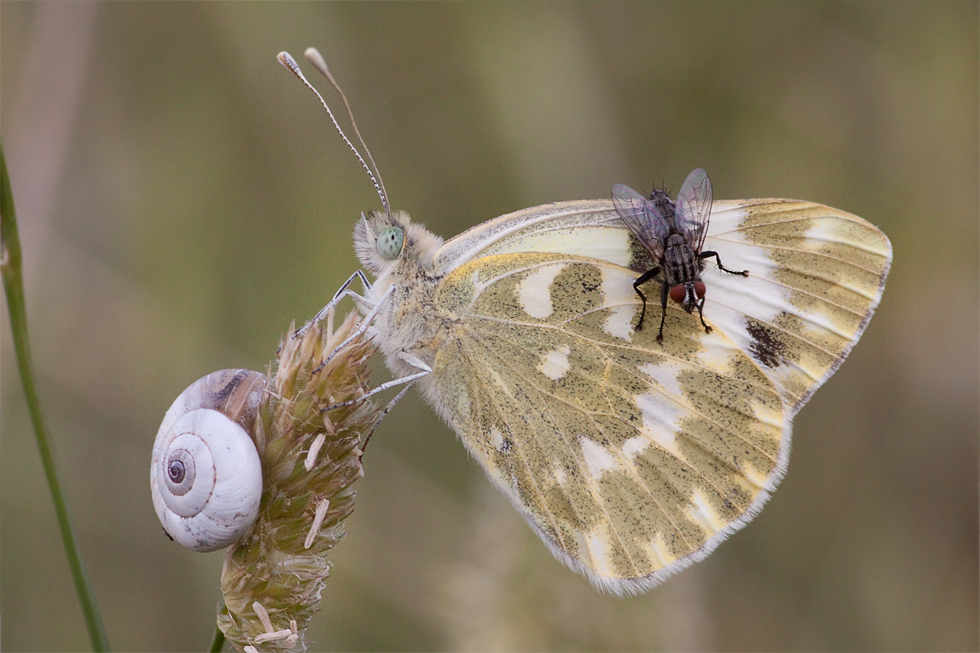 Wo Schmetterling, Schnecke...