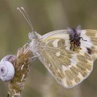 Wo Schmetterling, Schnecke...