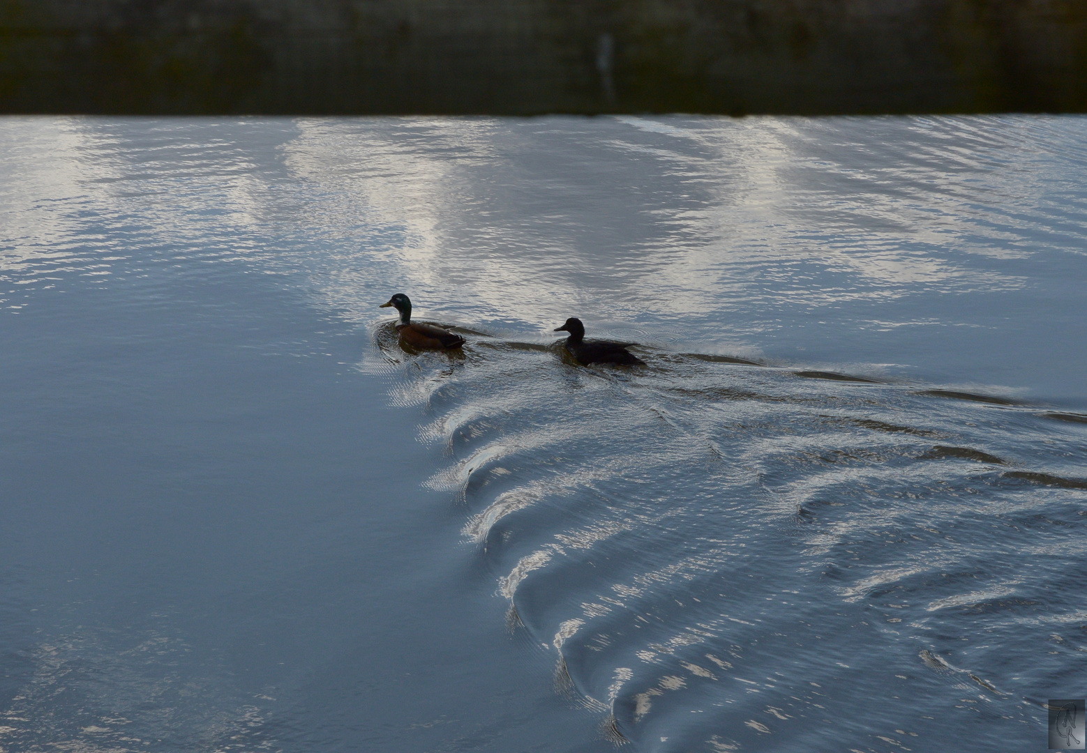 wo schwimmen sie hin ?