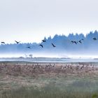 wo sich Fuchs und Gänse gute Nacht sagen