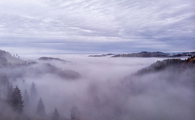 wo sich Fuchs und Hase Gute Nacht sagen....