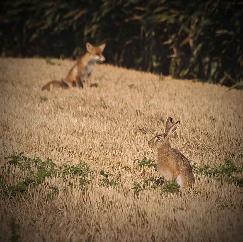 Wo sich Fuchs und Hase "Gute Nacht!" sagen