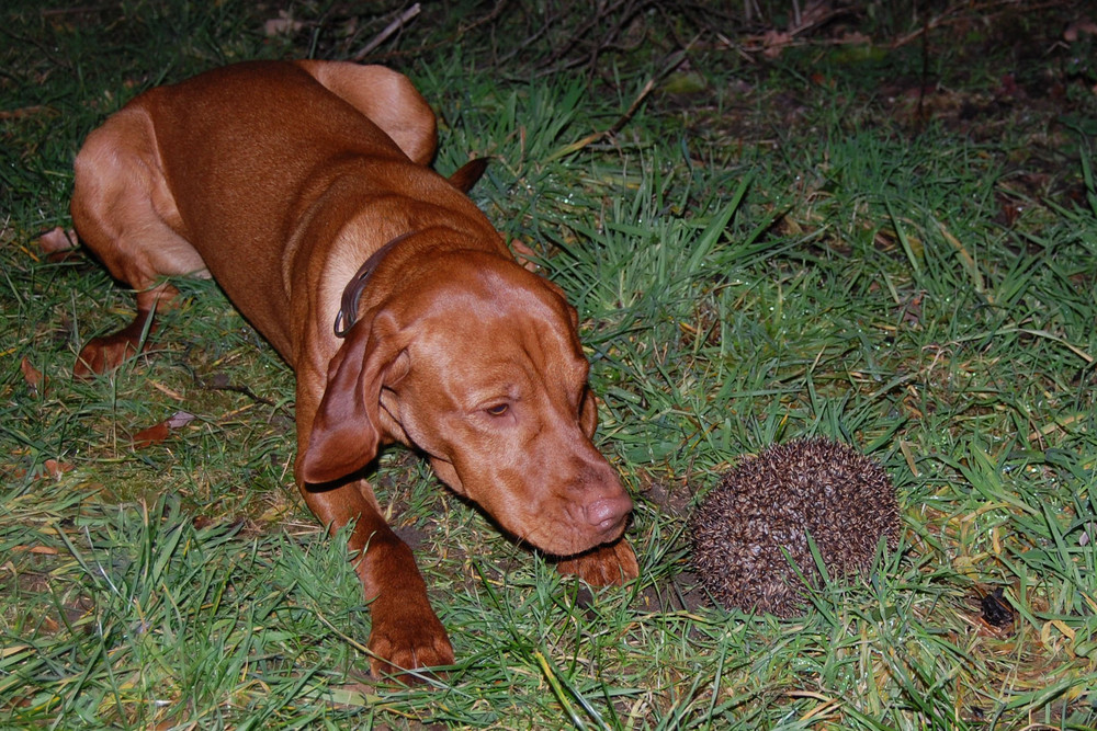 Igel Im Garten Hund Gartengestaltung Idee