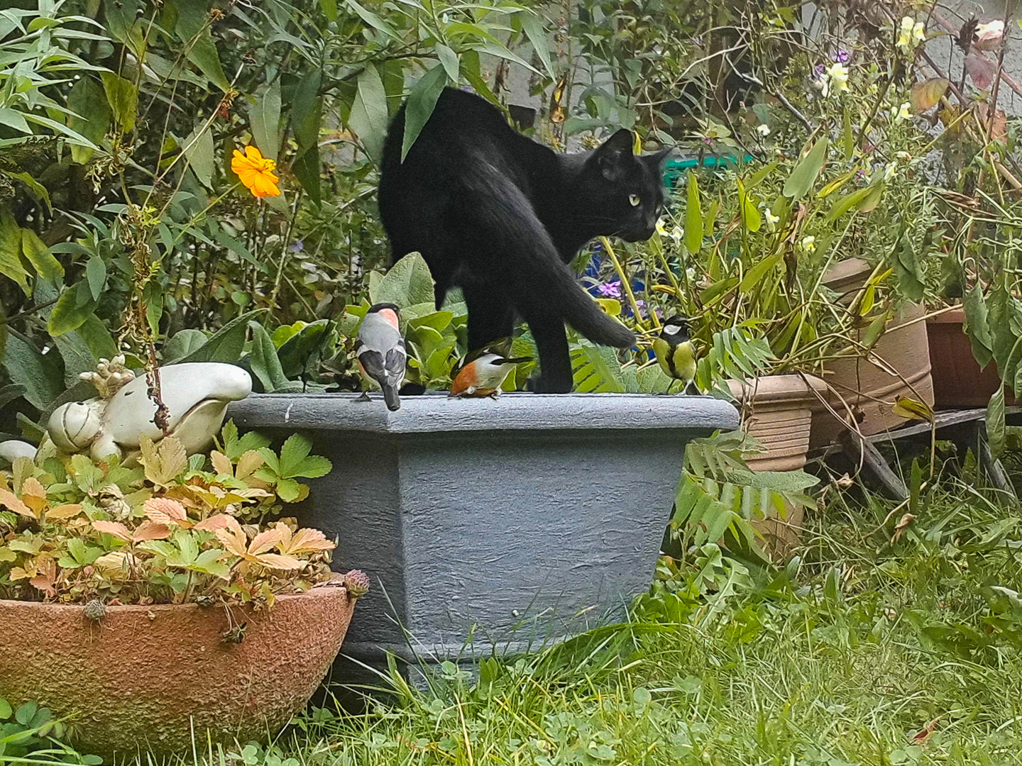 wo sich Katze und Vögel gute Nacht sagen