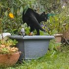 wo sich Katze und Vögel gute Nacht sagen