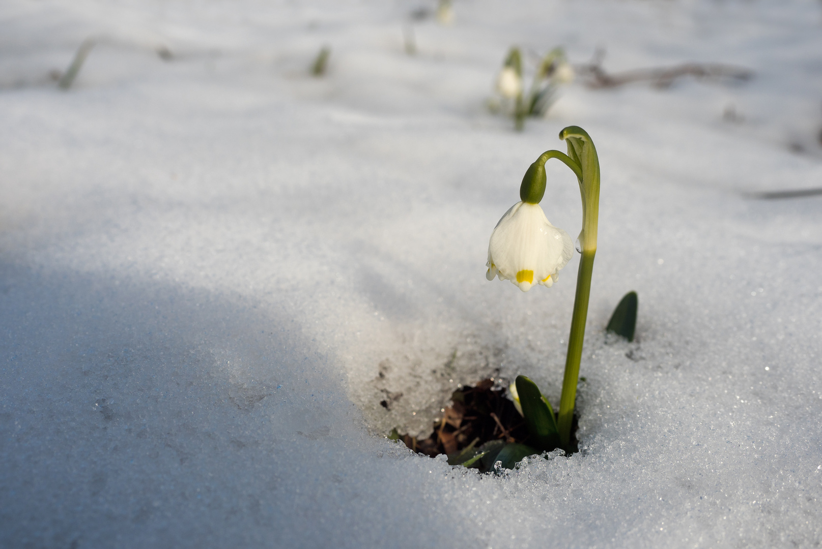 Wo sich Winter und Frühling...