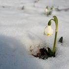 Wo sich Winter und Frühling...