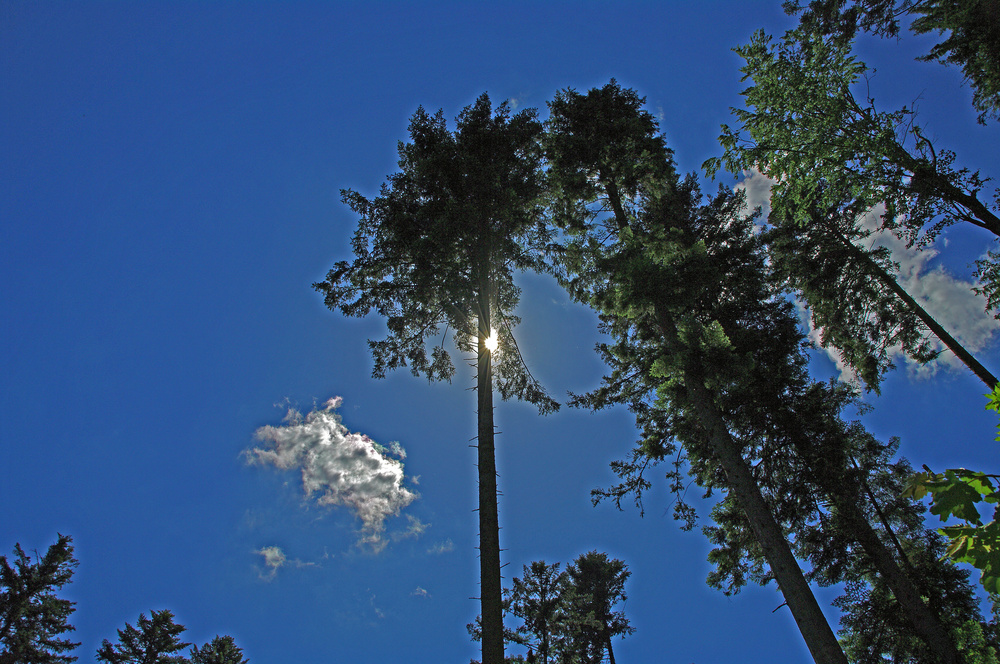 Wo Sie in den Himmel wachsen