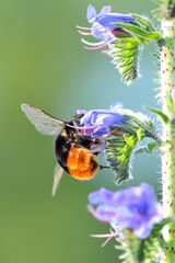 Wo sind blos die Pollen, tiefer komm ich nicht rein.