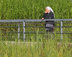 wo sind denn die Mittwochsblümchen?