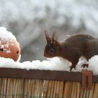 wo sind denn hier die Nüsse ?