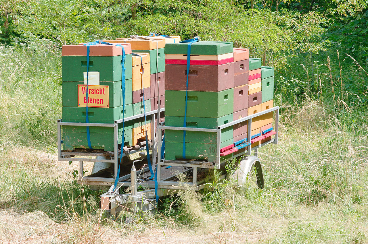 Wo sind die Bienen geblieben?