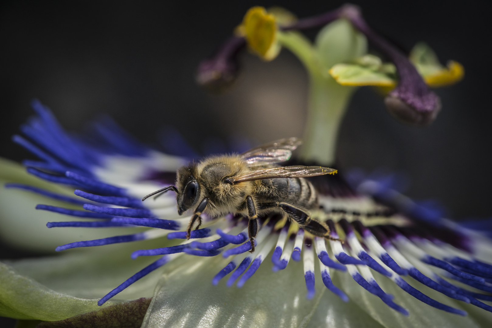 Wo sind die Blütenpollen..