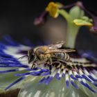 Wo sind die Blütenpollen..