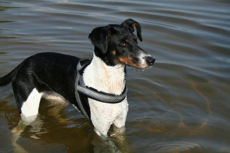 Wo sind die Enten? Dobermann Windhund im Wasser