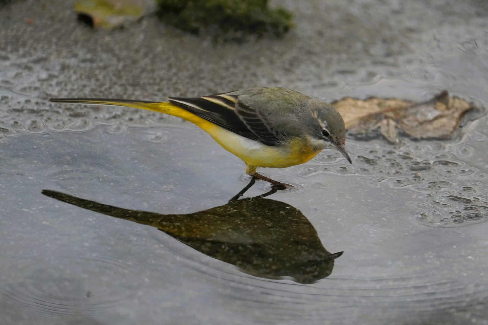 Wo sind die Insekten?-Gebirgsstelze