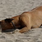 wo sind die Sandwürmer