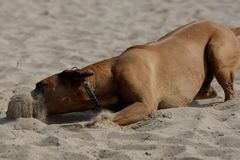 wo sind die Sandwürmer