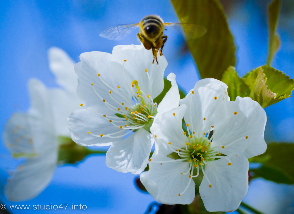 Wo sind die schönsten Blüten...