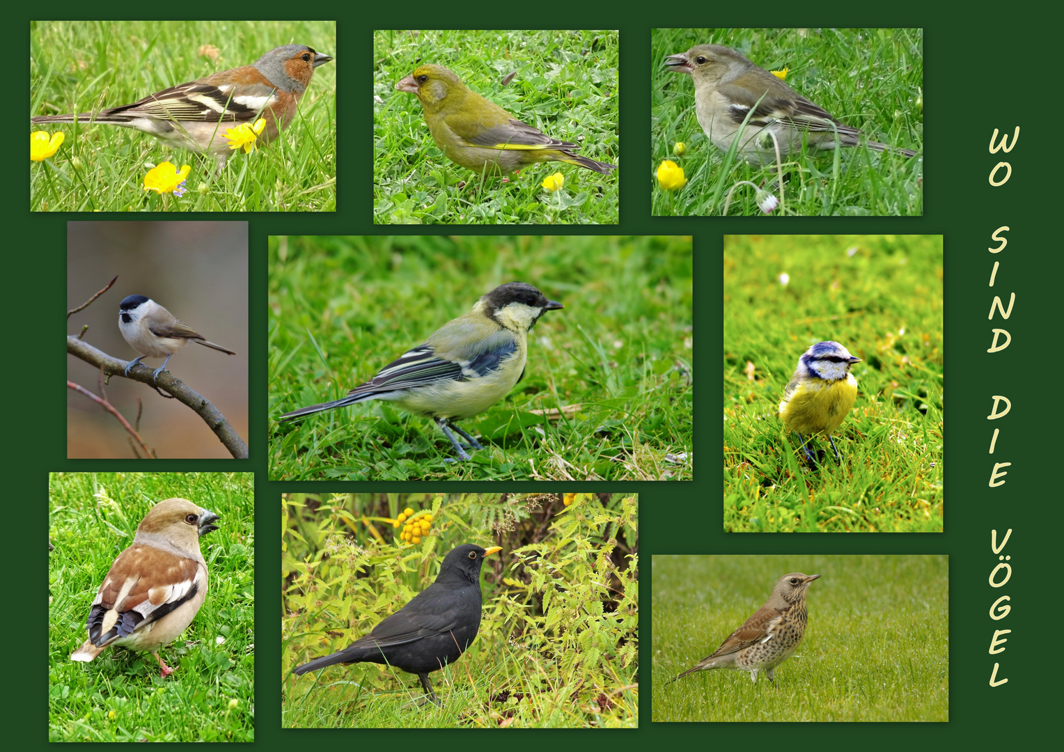 Wo sind die Vögel ?