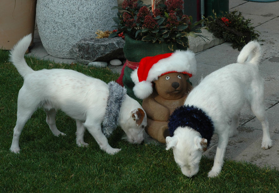 Wo sind jetzt die Leckerli vom Weihnachtsbär?