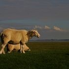 Wo sind meine Schäfchenwolken geblieben ?