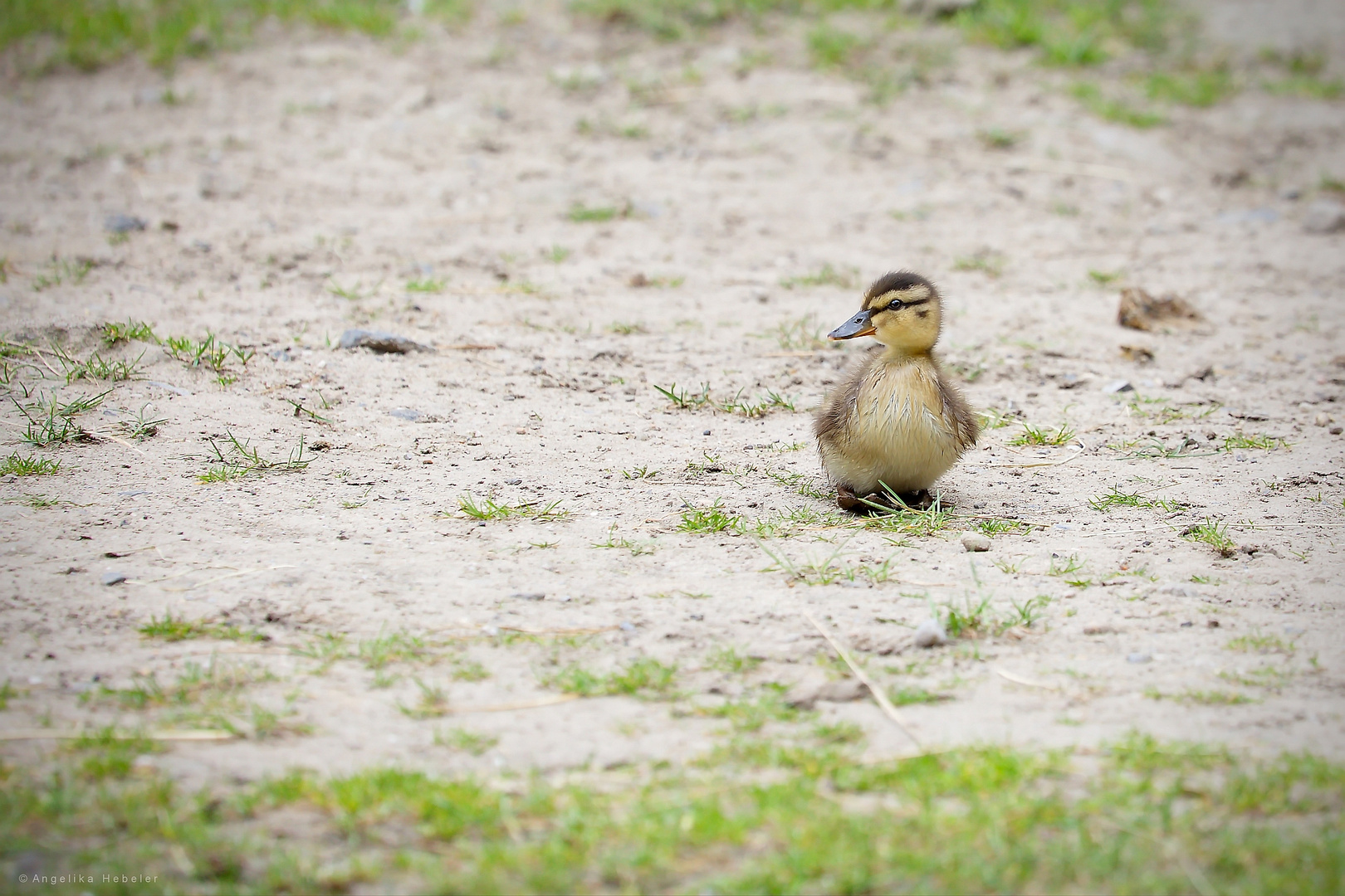 "Wo sind sie denn alle?"