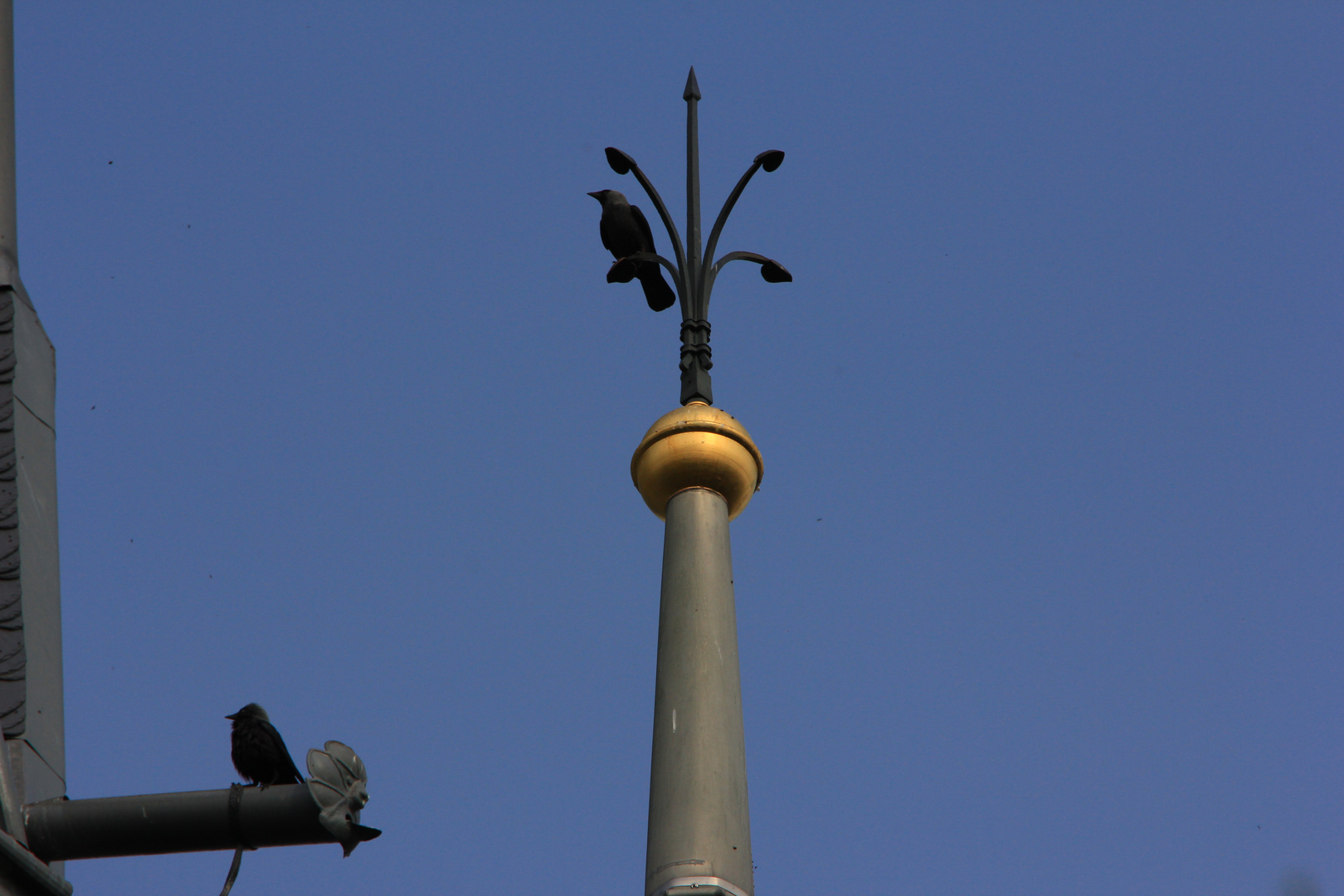 Wo sitzen die Vögel? - Gelöst