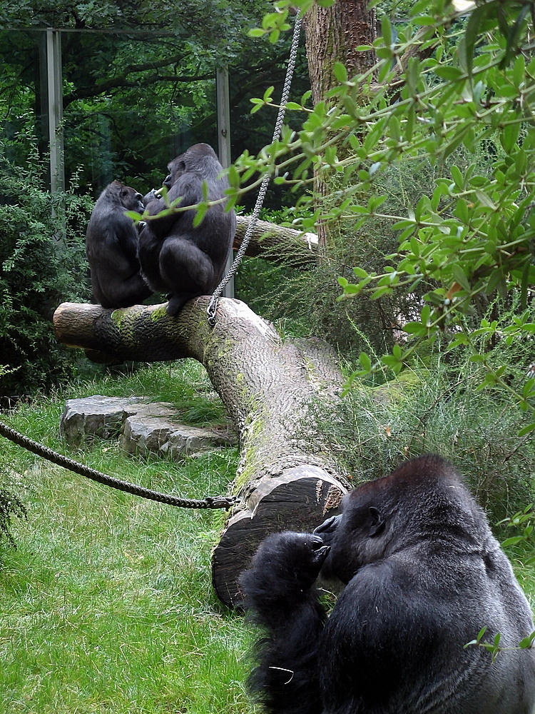 Wo sitzt ein fünfhundert Pfund schwerer Gorilla?