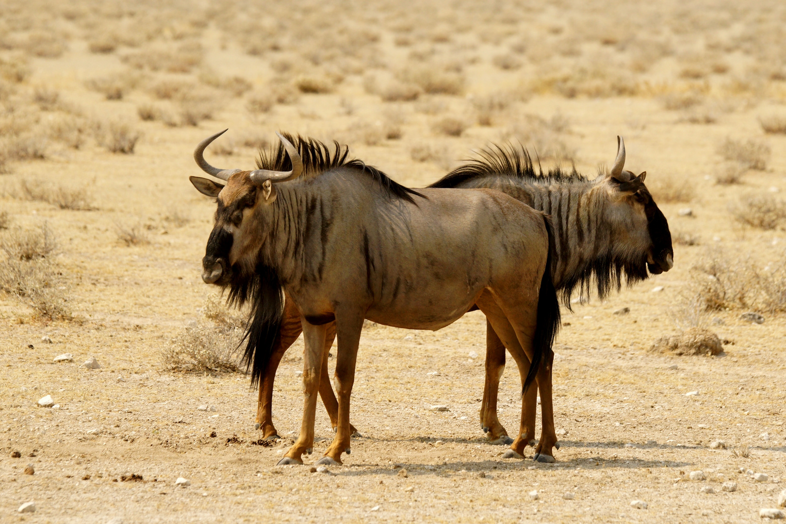 "Wo soll es denn hingehe?" Gnus in Namibia