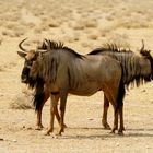 "Wo soll es denn hingehe?" Gnus in Namibia