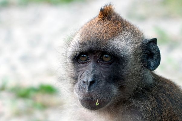 Wo soll ich was im Gesicht haben?