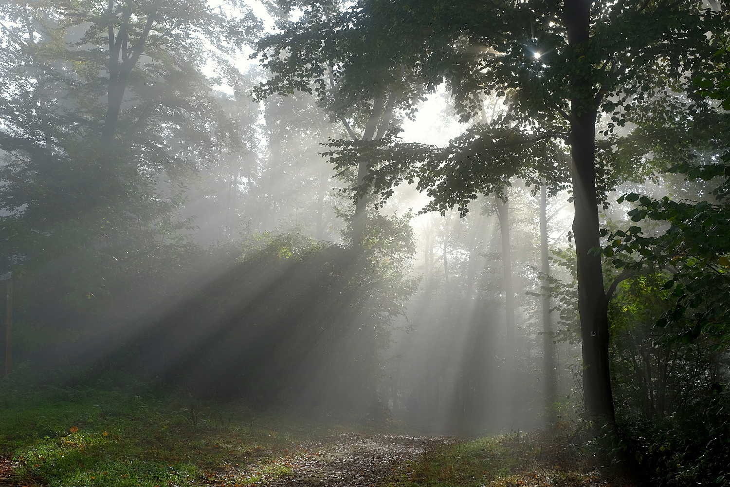 Wo Sonne sich und Nebel küssen...