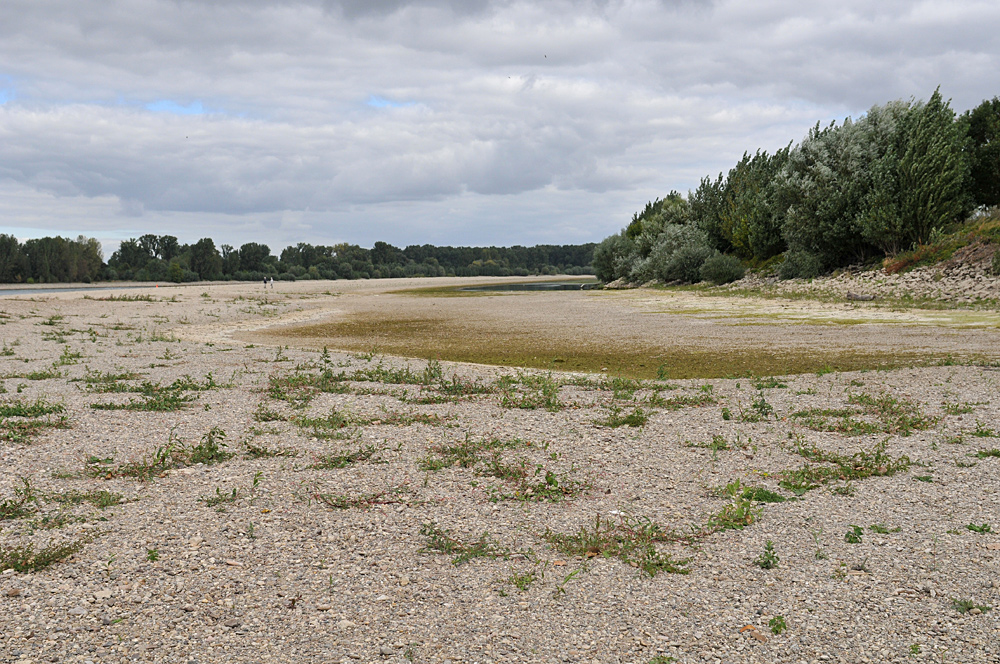 Wo sonst der Rhein fließt 01