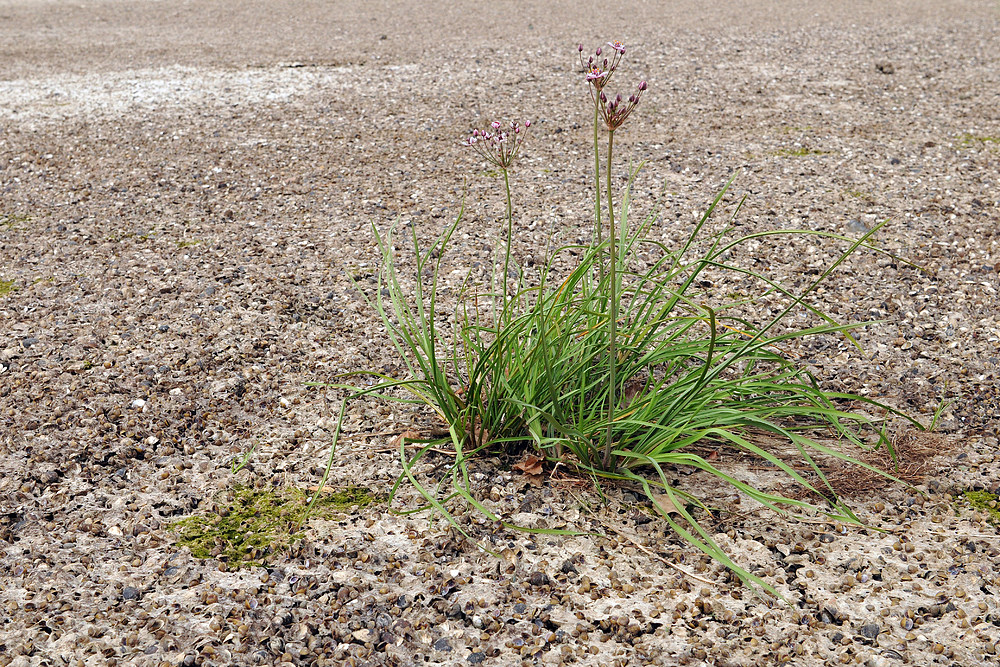 Wo sonst der Rhein fließt – Schwanenblume 01