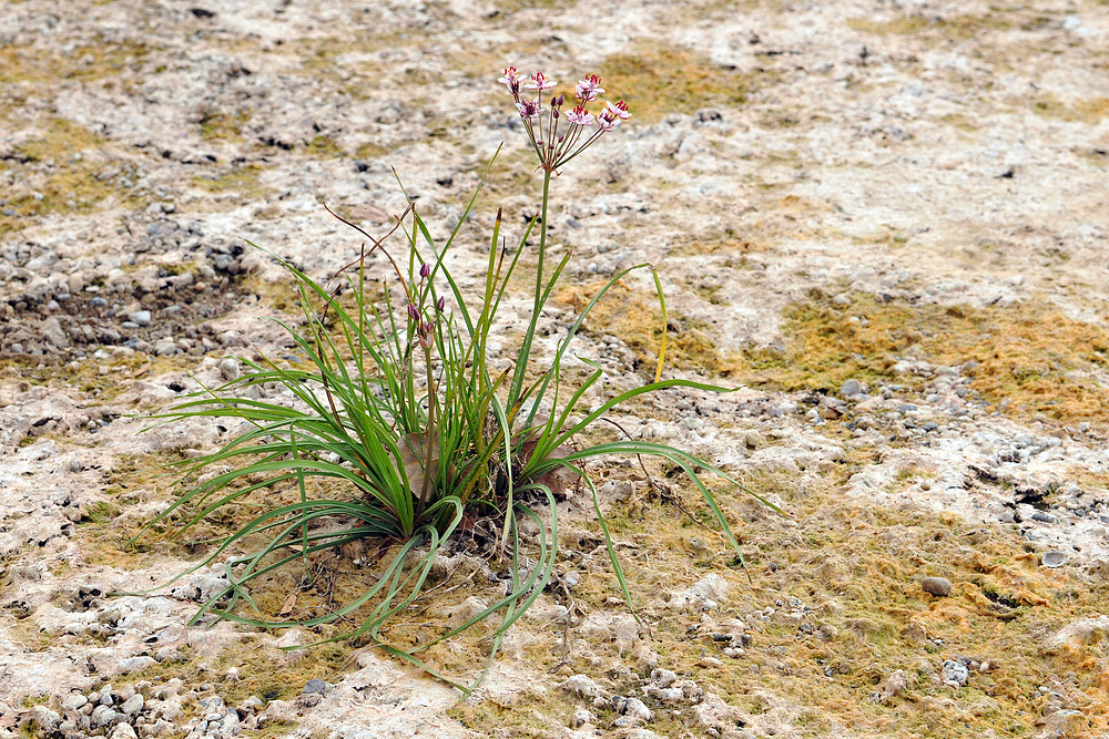 Wo sonst der Rhein fließt – Schwanenblume 02