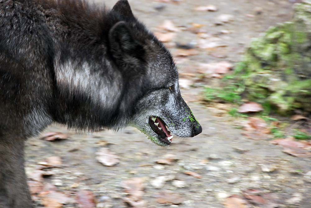 Wo steckt Rotkäppchen?