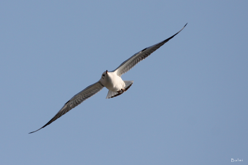 "Wo und wann ich lande; bestimme "ich" selber… (solange der Wind "mich" noch trägt…)"