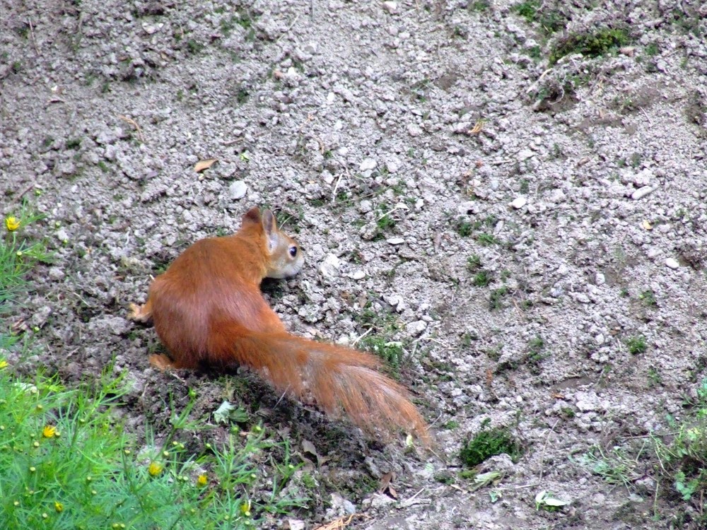 Wo war noch mal gleich die Nuß? .. Wer hat hier um Himmelswillen aufgeräumt ???