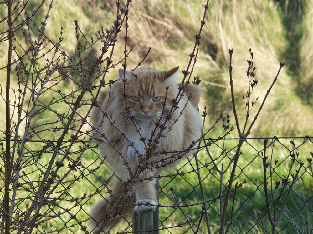 Wo war noch schnell die Maus ??