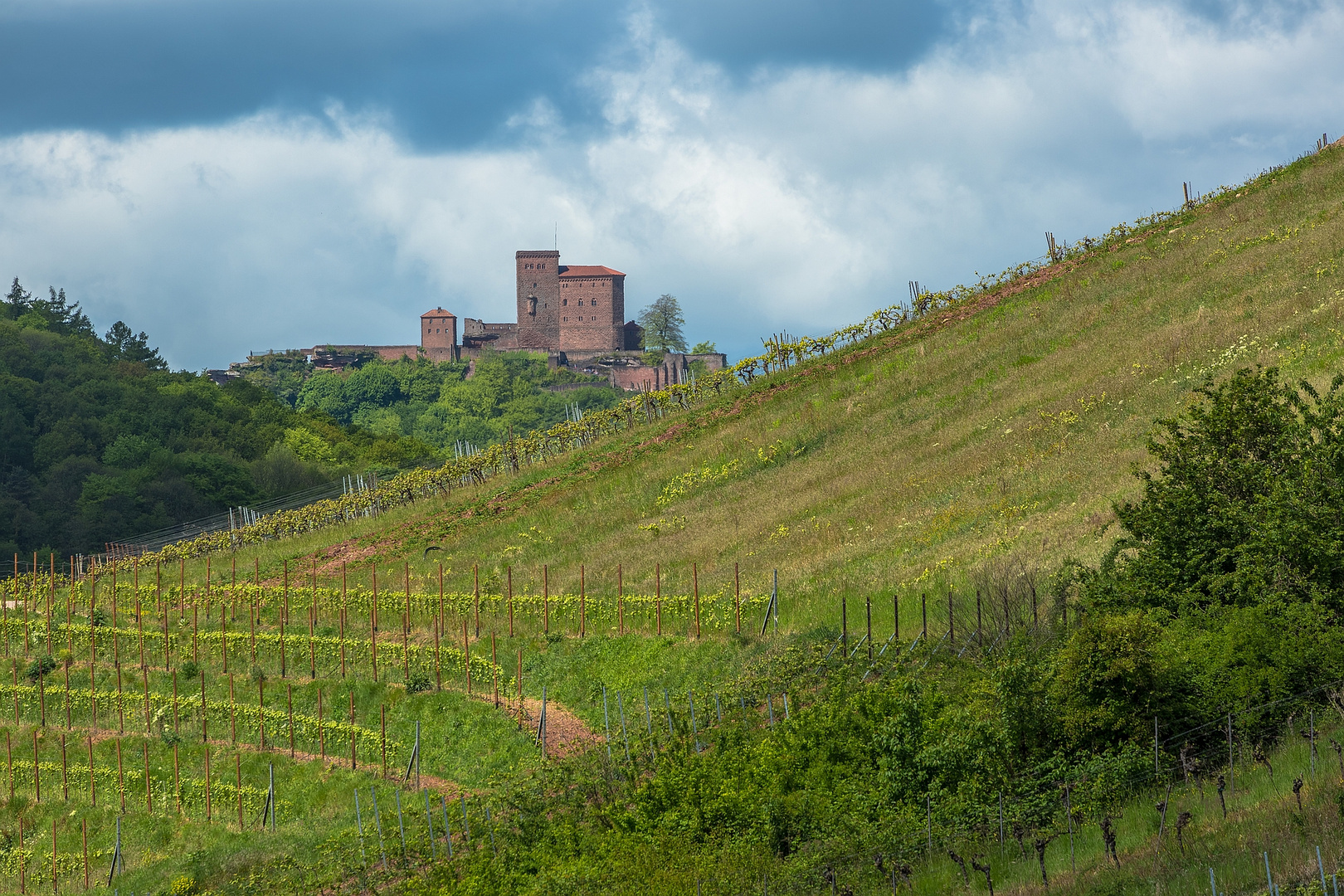 Wo Wein und Burgen in den Himmel wachsen ...