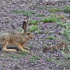 Wo Wiesel und Hase ...