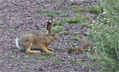 Wo Wiesel und Hase ...