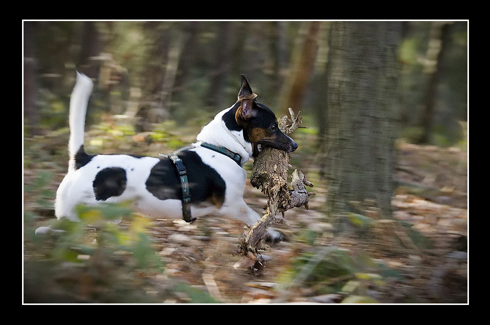 [Wo will der Stock mit dem Hund hin?]