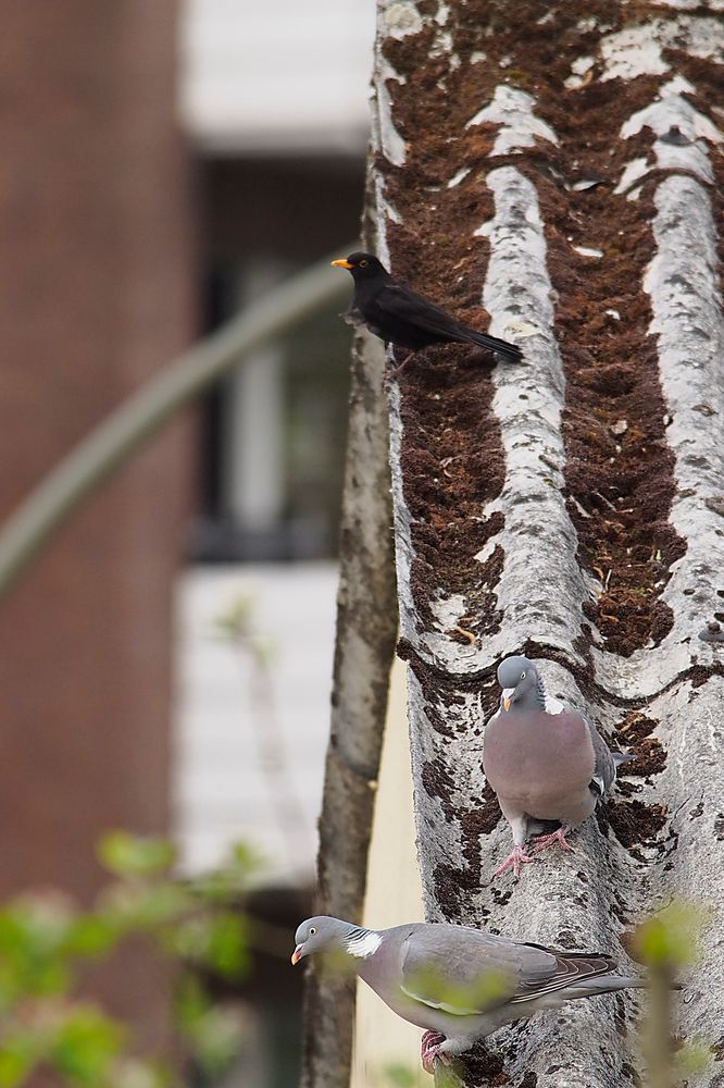 Wo wir gerade bei Tauben sind: Amsel schaut beim Turteln zu :-)