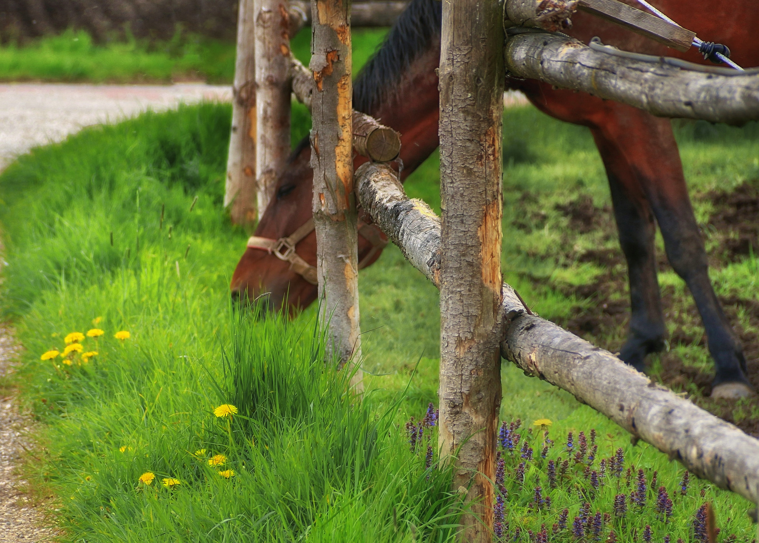 woanders ist das Gras immer viel grüner