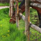 woanders ist das Gras immer viel grüner