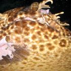 Wobbegong